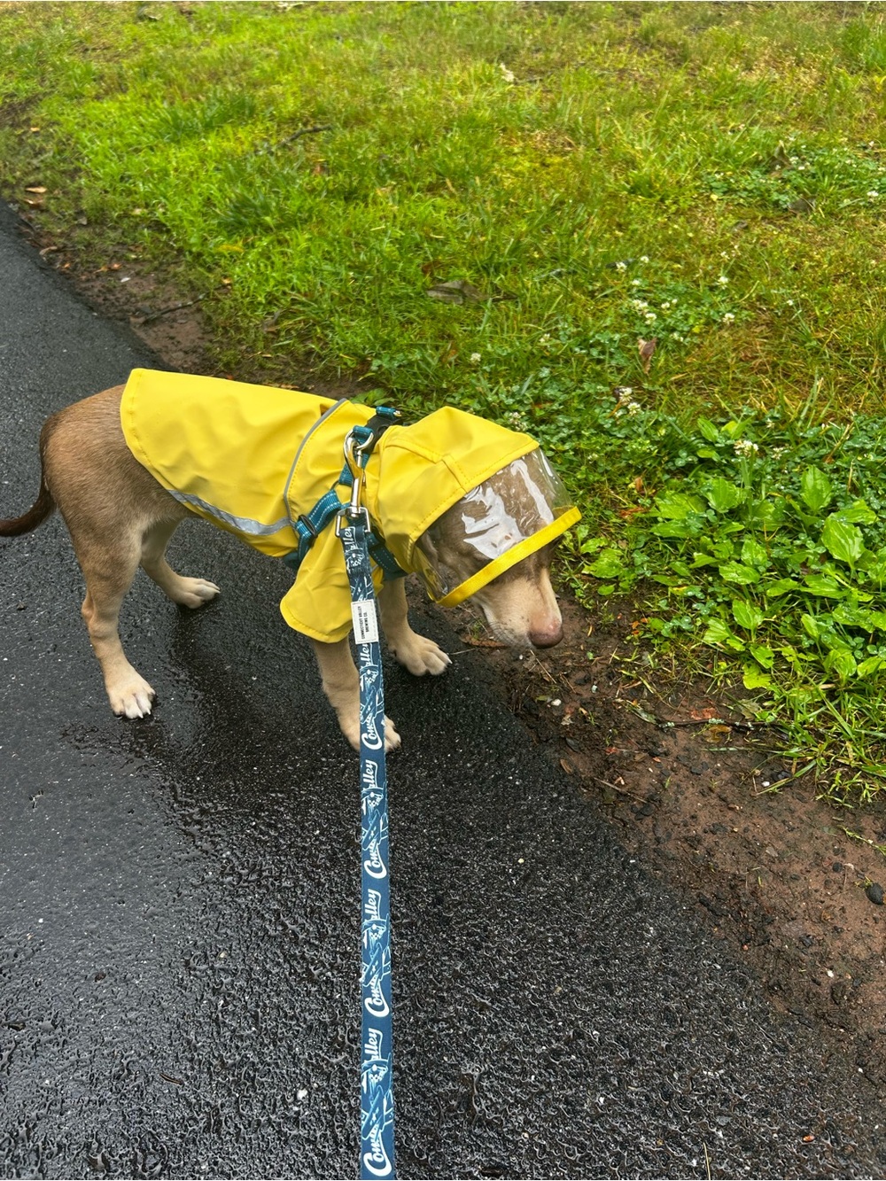 Dog Bright Yellow Hooded Rain Jacket - Reflective Trim